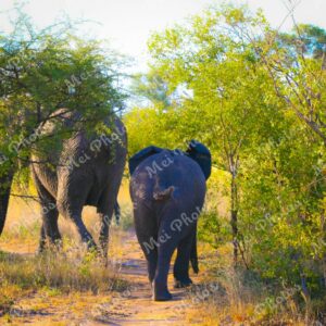 Elephant Wildlife Safari At Sabi Sands Game Reserve In South Africa 00