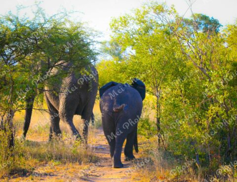 Elephant Wildlife Safari At Sabi Sands Game Reserve In South Africa 00