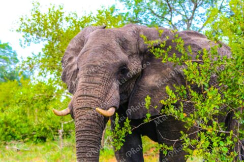 Elephant Wildlife Safari At Sabi Sands Game Reserve In South Africa 88