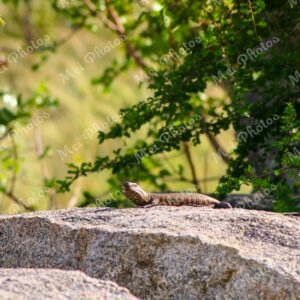 Giant Plated Lizard Wildlife Safari At Sabi Sands Game Reserve In South Africa 64