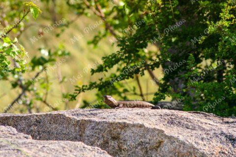 Giant Plated Lizard Wildlife Safari At Sabi Sands Game Reserve In South Africa 64