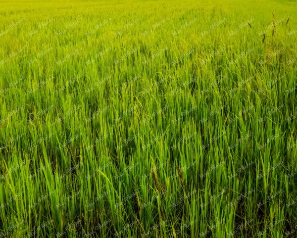 Grass fields in Siem Reap Cambodia