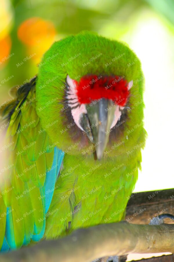 Green Parrot At Ardastra Gardens Wildlife Conservation Center Zoo In Nassau New Providence The Bahamas 28