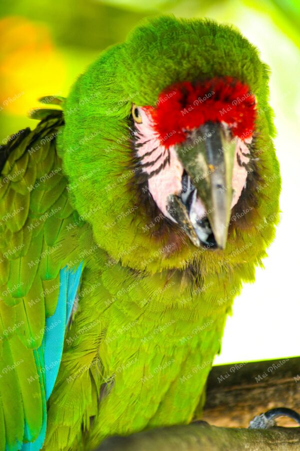 Green Parrot At Ardastra Gardens Wildlife Conservation Center Zoo In Nassau New Providence The Bahamas 29