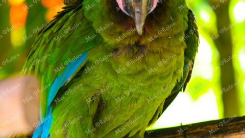 Green Parrot At Ardastra Gardens Wildlife Conservation Center Zoo In Nassau New Providence The Bahamas 30