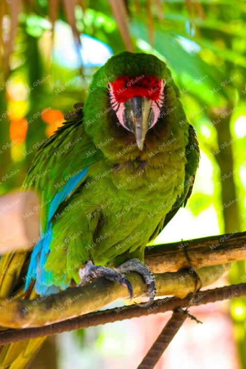 Green Parrot At Ardastra Gardens Wildlife Conservation Center Zoo In Nassau New Providence The Bahamas 30