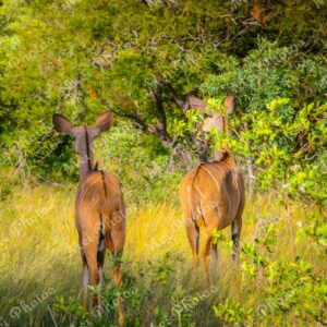 Impalas Wildlife At Safari Sabi Sands Game Reserve In South Africa 68