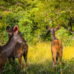 Impalas Wildlife At Safari Sabi Sands Game Reserve In South Africa 69