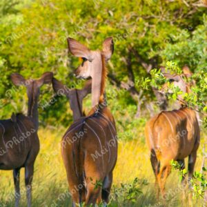 Impalas Wildlife At Safari Sabi Sands Game Reserve In South Africa 70