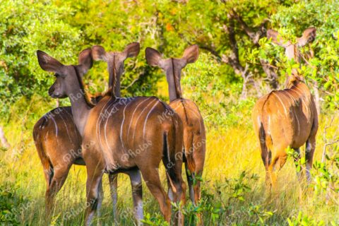 Impalas Wildlife At Safari Sabi Sands Game Reserve In South Africa 71