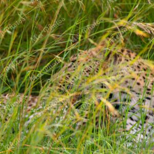 Leopard In Grass On Safari At Sabi Sands Game Reserve South Africa 41