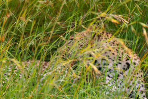 Leopard In Grass On Safari At Sabi Sands Game Reserve South Africa 41