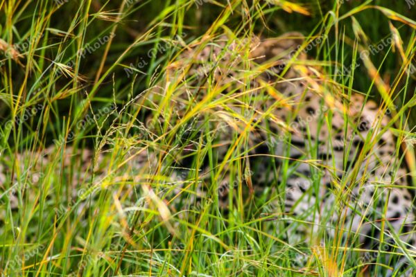 Leopard In Grass On Safari At Sabi Sands Game Reserve South Africa 43