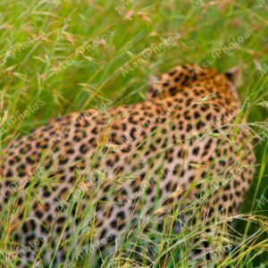Leopard In Grass On Safari At Sabi Sands Game Reserve South Africa 44