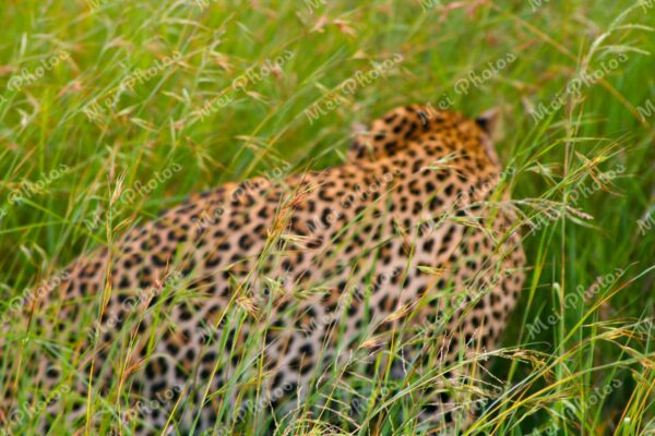 Leopard In Grass On Safari At Sabi Sands Game Reserve South Africa 44