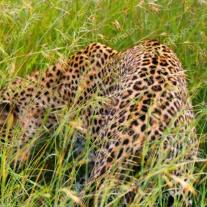Leopard In Grass On Safari At Sabi Sands Game Reserve South Africa 45