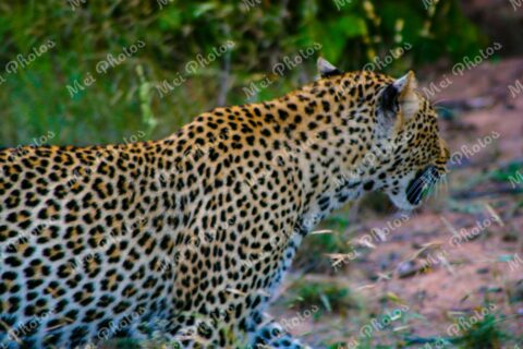 Leopard Safari At Sabi Sands Game Reserve South Africa 52