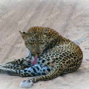 Leopard Safari At Sabi Sands Game Reserve South Africa 74