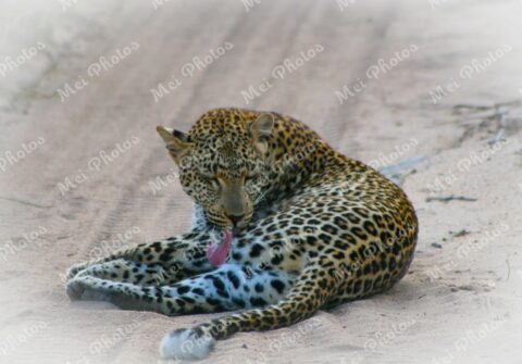Leopard Safari At Sabi Sands Game Reserve South Africa 74