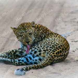 Leopard Safari At Sabi Sands Game Reserve South Africa 75