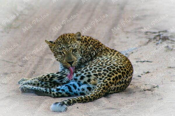 Leopard Safari At Sabi Sands Game Reserve South Africa 75