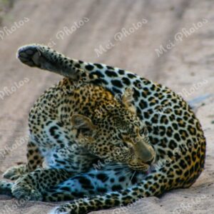 Leopard Licking On Safari At Sabi Sands Game Reserve South Africa 76