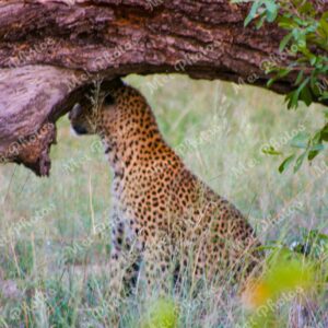 Leopard Under A Tree On Safari At Sabi Sands Game Reserve In South Africa 53