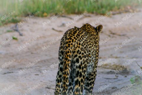 Leopard Walking On Safari At Sabi Sands Game Reserve In South Africa 72
