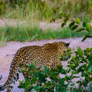 Leopard Walking On Safari At Sabi Sands Game Reserve In South Africa 73
