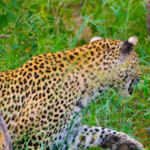 Leopard On Safari At Sabi Sands Game Reserve In South Africa 0