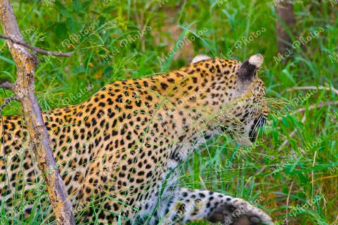 Leopard On Safari At Sabi Sands Game Reserve In South Africa 0