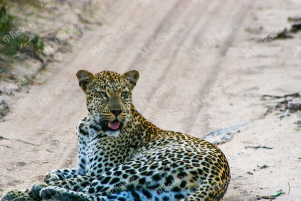 Leopard Sitting On Safari At Sabi Sands Game Reserve South Africa 00