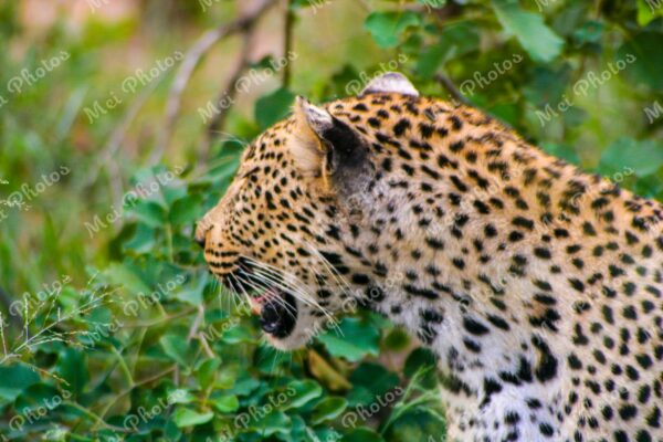 Leopard Wildlife On Safari At Sabi Sands Game Reserve In South Africa 90