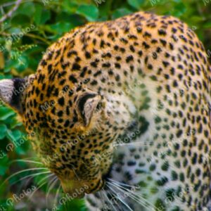 Leopard Wildlife On Safari At Sabi Sands Game Reserve South Africa 91