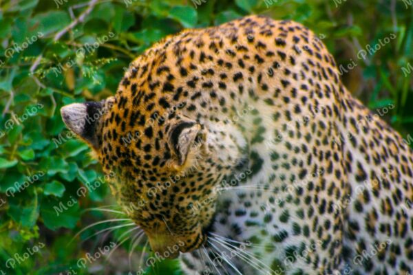 Leopard Wildlife On Safari At Sabi Sands Game Reserve South Africa 91