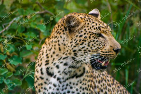 Leopard Wildlife On Safari At Sabi Sands Game Reserve South Africa 92