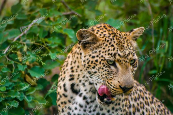 Leopard Wildlife On Safari At Sabi Sands Game Reserve South Africa 93