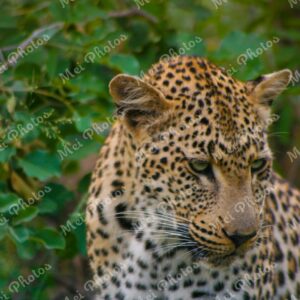 Leopard Wildlife On Safari At Sabi Sands Game Reserve South Africa 94