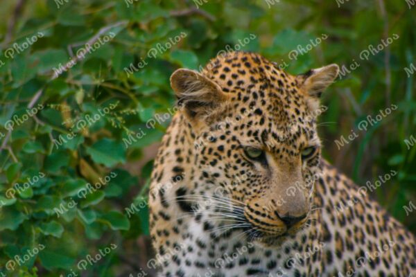 Leopard Wildlife On Safari At Sabi Sands Game Reserve South Africa 94