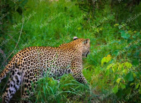 Leopard Wildlife Walking Through Jungle On Safari At Sabi Sands Game Reserve South Africa 95