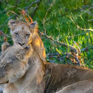 Lion And Cub Safari At Sabi Sands Game Reserve In South Africa 51
