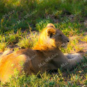 Lion Cub Safari At Sabi Sands Game Reserve In South Africa 47