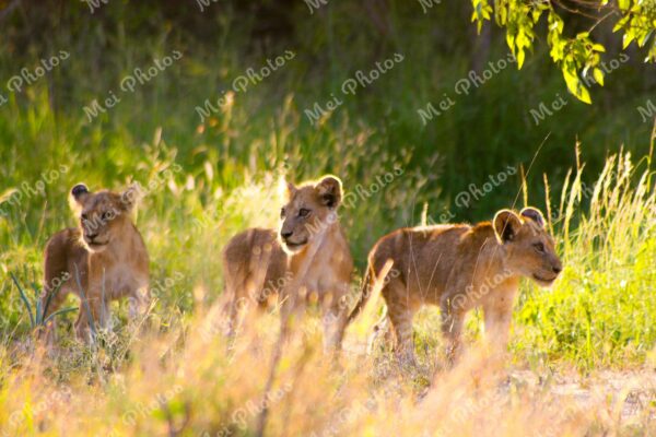 Lion Cubs Walking On Safari At Sabi Sands Game Reserve In South Africa 46