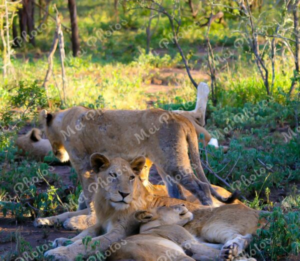 Lion Pride Sleeping On Safari At Sabi Sands Game Reserve In South-Africa 48