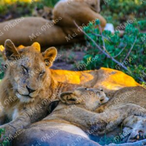 Lion Pride Sleeping On Safari At Sabi Sands Game Reserve In South-Africa 49