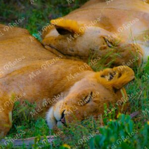 Lion Sleeping On Safari At Sabi Sands Game Reserve In South-Africa 78