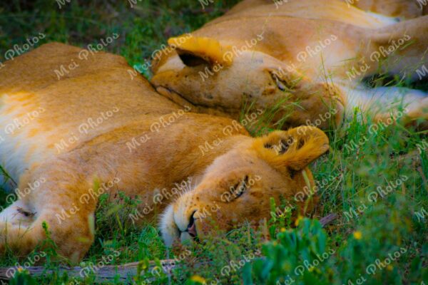 Lion Sleeping On Safari At Sabi Sands Game Reserve In South-Africa 78