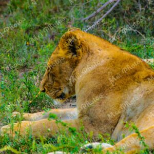 Lion Wildlife On Safari At Sabi Sands Game Reserve In South Africa 0