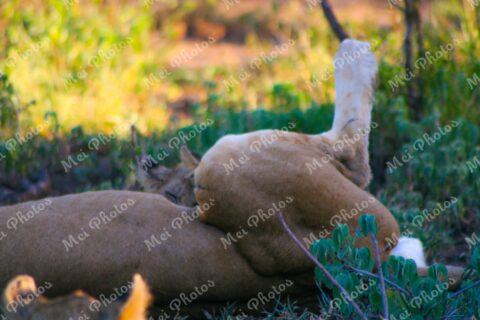 Lion And Cub Sleeping On Safari At Sabi Sands Game Reserve In South-Africa 50