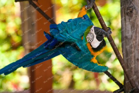 Macau Parrot Gold And Blue At Ardastra Gardens Wildlife Conservation Center Zoo In Nassau New Providence The Bahamas 2